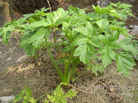 秦始皇求的長生不老藥，據(jù)說就是它