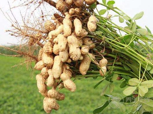 喜歡吃螃蟹的人注意了，它不能和這些食物同食