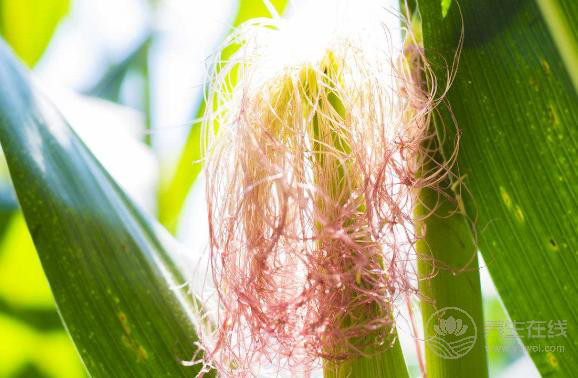 別扔掉玉米須，煮水喝比吃玉米更健康！