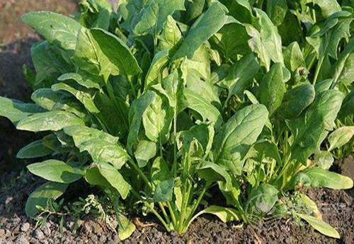 這幾種蔬菜是天然“胃藥”，胃不好可常吃