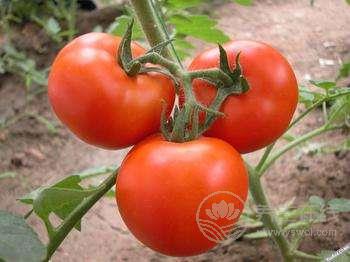 西紅柿和它們一起吃簡(jiǎn)直是絕配！