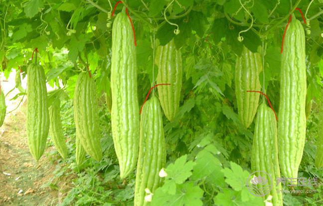 養(yǎng)肝一整年，食物養(yǎng)肝這些你都知道嗎？