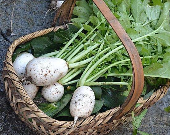 天氣寒涼吃點“小人參”補補,三大好處你知道嗎