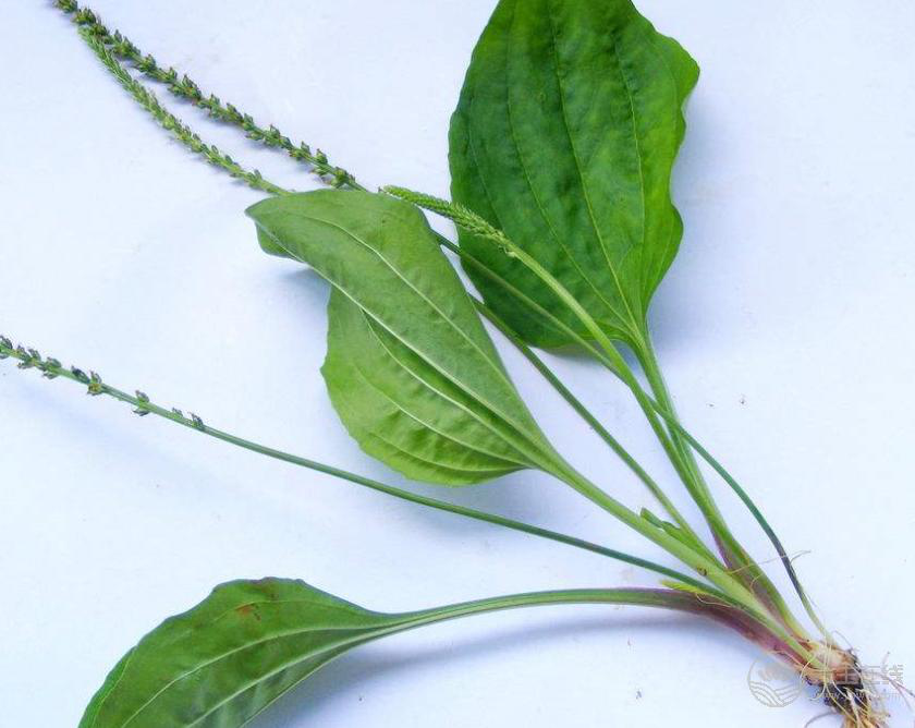 農(nóng)村常見的車前草，泡水喝的作用你知道嗎？