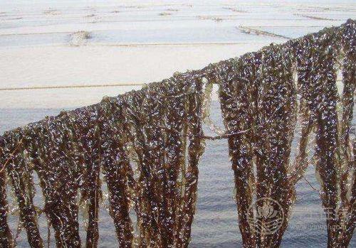 1種家常菜被稱為長(zhǎng)壽菜，抗癌降三高，人人吃得起