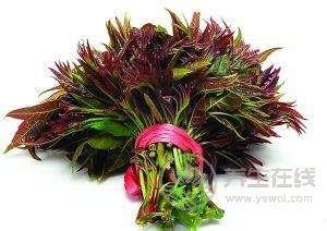 野菜營養高 不識慎食用 野菜營養高 不識慎食用