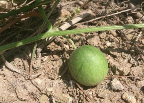 馬泡瓜的功效與作用以及注意事項(xiàng)
