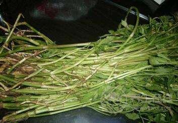 哪些隨處可見的野草你真的知道它們的功效嗎？