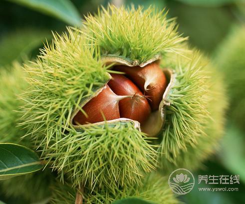 板栗的外皮怎么去掉?這樣做皮容易剝開 板栗的外皮怎么去掉?這樣做皮容易剝開