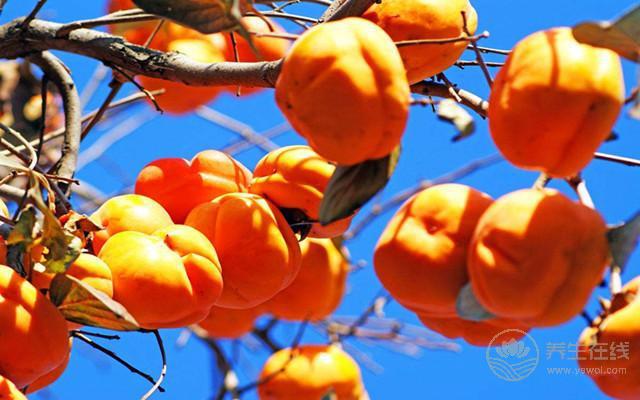 柿子不能和什么一起吃吃柿子有什么好處？