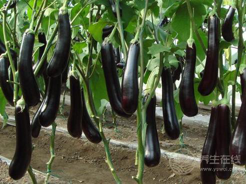 30歲后要關(guān)注的健康問(wèn)題：3種食物能清血管，預(yù)防疾病