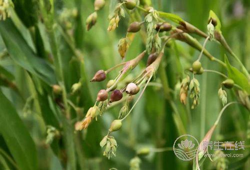 降血糖多吃4種食物，輕松控制，不用吃藥