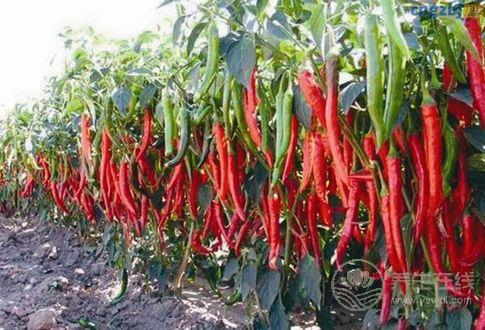 小小辣椒作用卻這么多，很多人不知道