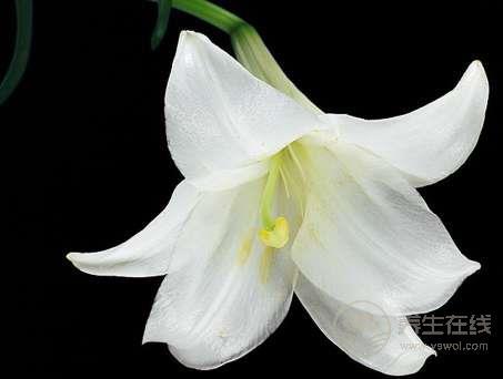 這九種花 泡茶做菜都養(yǎng)生