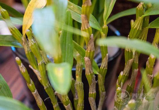 被譽為“中華九大仙草”之一的石斛，泡水喝有什么作用