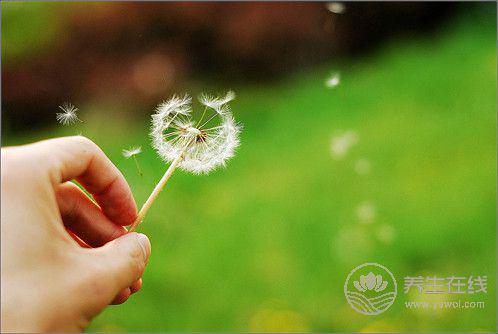 蒲公英的功效與作用