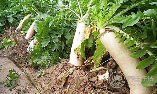 抗癌能力最強的果蔬，沒想到它是第一