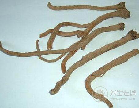 板藍(lán)根的功效與作用與用藥禁忌