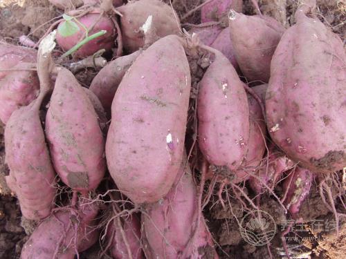 胃不好多吃這5種食物，助消化、減疼痛、修護胃黏膜