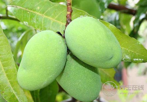 水果有益于治療胃酸