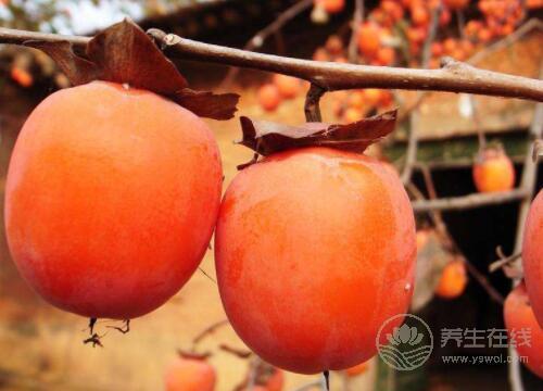 又是一年柿子成熟時候，柿子雖然好吃，但別吃太多