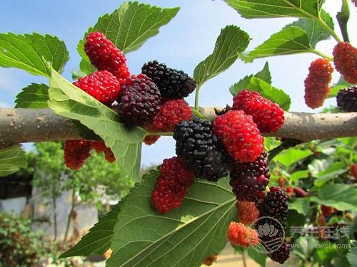 這些食物很常見，卻最能解肝毒