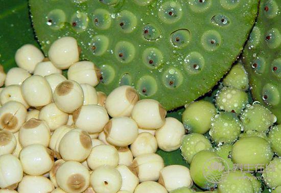 食療養生：食物調理脾胃小幫手