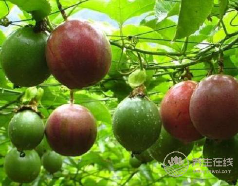 百香果一天吃幾個最好，吃多了百香果會怎樣？