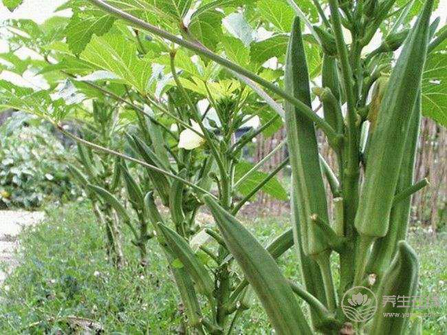 14種清腸排毒的食物 14種清腸排毒的食物