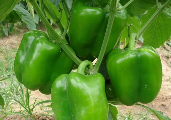 5種食物是血管清道夫，多吃保護血管