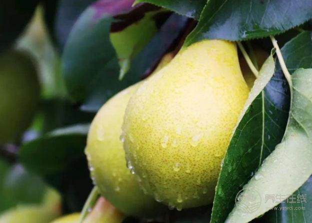 這5種水果，堅持每天吃一個，營養健康跑不掉