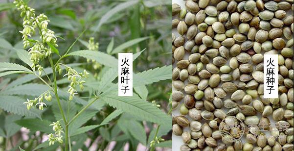 秦始皇求的長生不老藥，據(jù)說就是它