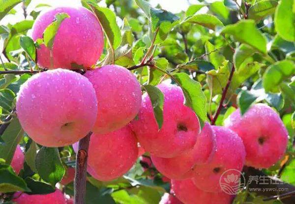 沒想到吃蘋果有這么多禁忌！你吃對了嗎？