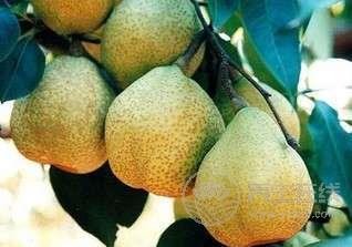 夏天吃梨 清熱開胃好處多