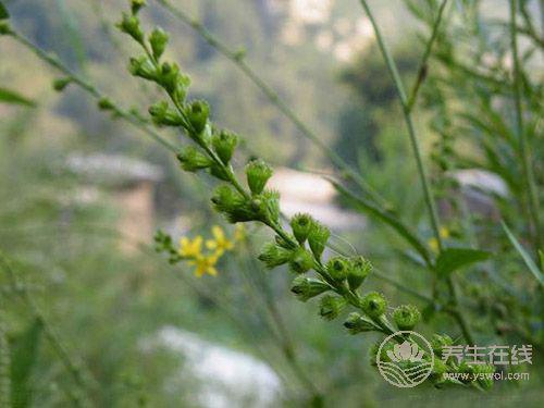 癌癥治療后，5種食物多吃可防復發