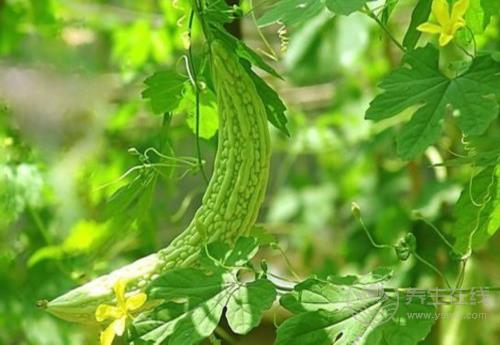 常吃苦瓜，對身體有這些好處，你了解多少呢？