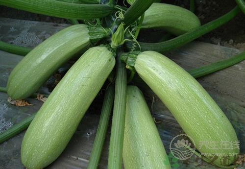 經常吃西葫蘆,有這些好處 經常吃西葫蘆,有這些好處