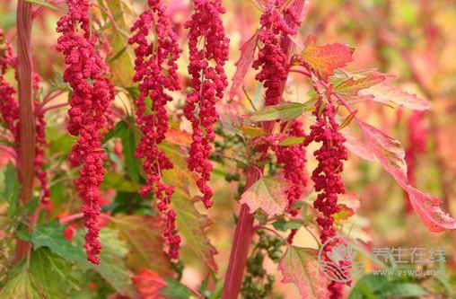 這種紅色食物可減肥防三高，還防癌