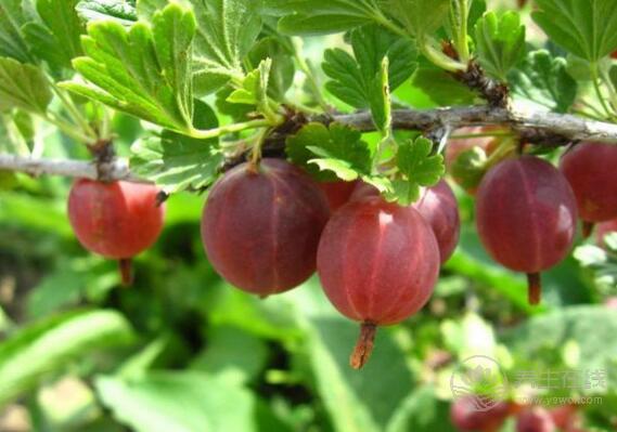 燈籠果怎么吃,燈籠果不能和什么一起吃