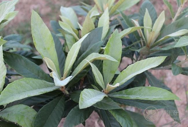 枇杷搭配它們吃，止咳、化痰效果更佳