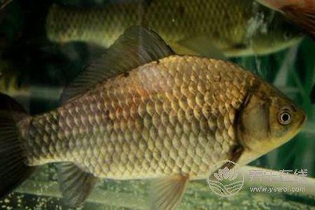 清燉鯽魚湯燉雖然鮮美,但是一些人不適合喝 清燉鯽魚湯燉雖然鮮美,但是一些人不適合喝