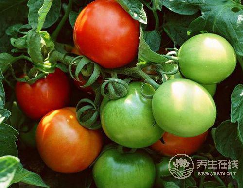 青番茄蘋果籽沒熟的四季豆，這些食物比砒霜還毒