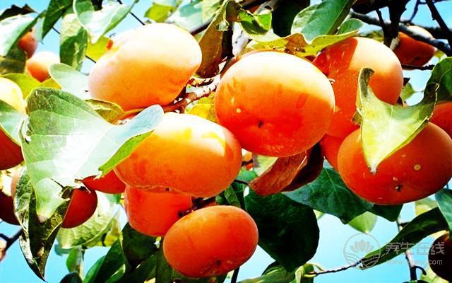 柿子不能和什么一起吃吃柿子有什么好處？