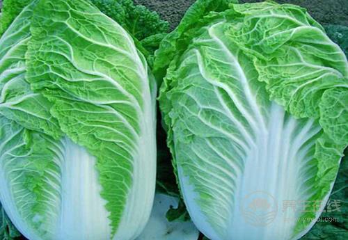 身體健康的人，一般都有這幾個飲食習慣，你占了幾個