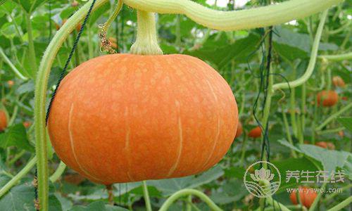 常吃雞蛋可以保持大腦年輕！盤點6種最健腦的食物