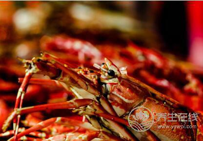 龍蝦哪些部位不能吃？哪些人不宜吃龍蝦