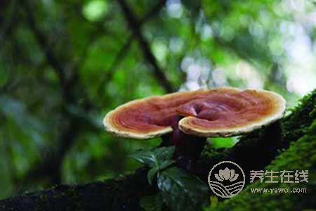 靈芝高血壓者可以吃嗎?