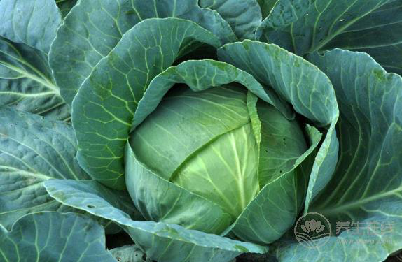 養胃助消化的食物，這5種是“高手”！