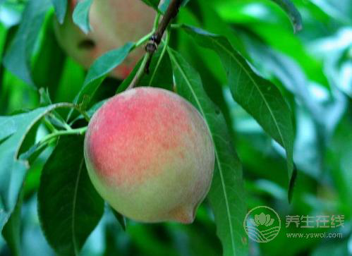 桃子又脆又好吃，但是有3點你一定要知道