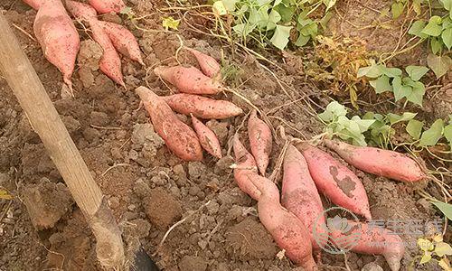 抗癌第一菜是它！人人都見過，但要這么吃才有效